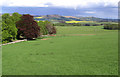 Pasture at Roddam