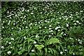 Ramsons or wild garlic