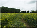 Footpath through the Rape.