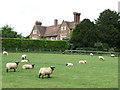 Sheep grazing by Ewdness Manor near Norton, Shropshire