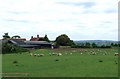 Sheep grazing by Oldington Farm  in Shropshire