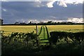 Public footpath across barley field, Sixpenny Handley.