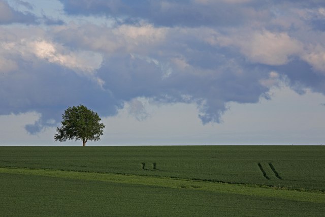 Lone tree & wheat, Handley Down.