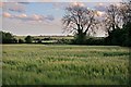 Wind across Barley, Sixpenny Handley