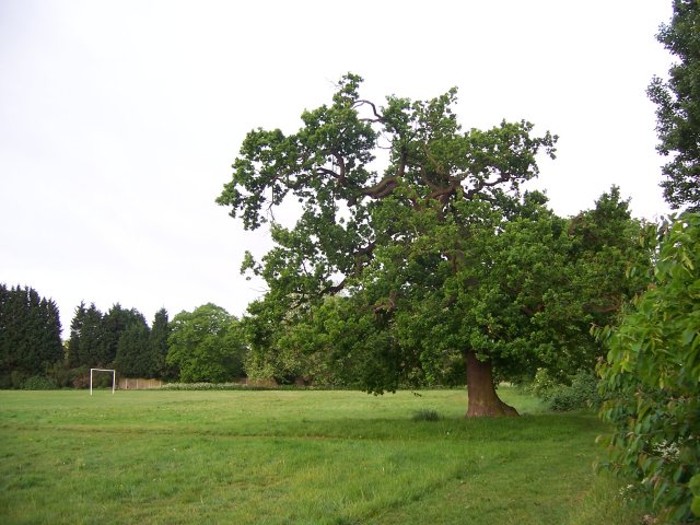 Urban Oak in Playing Field