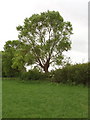 Black poplar