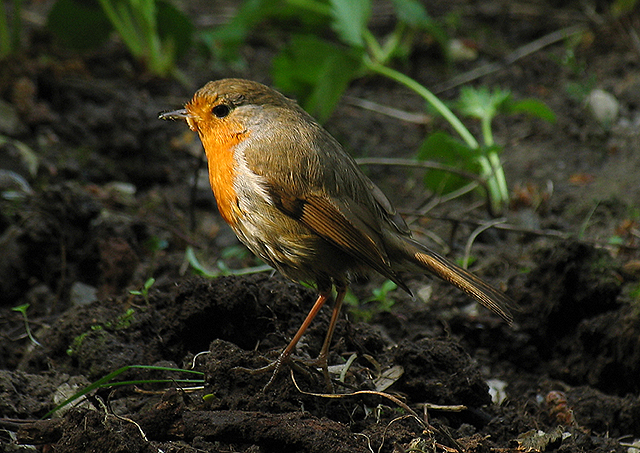 Hungry Robin in the Strawberry Patch
