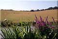 Lynstone from the Bude Canal