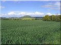 Barley field