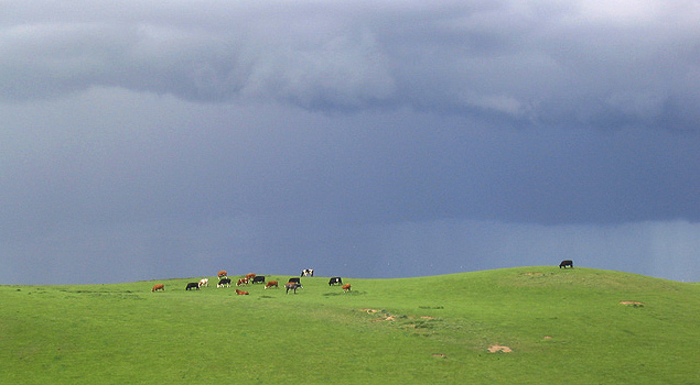 Cattle at Wooperton