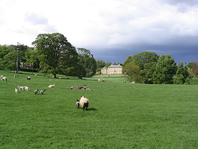 Sheep And Pasture At Roddam © Walter Baxter Geograph Britain And Ireland