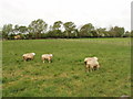 Sheep at Red House Farm