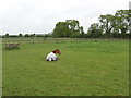 Horse at Red House Farm