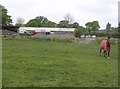 Paddock near Yetminster