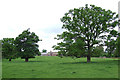 Grazing Land in Country Park, Shropshire