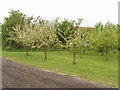 Young apple trees at Alnwick Farm