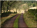 Forest road heading towards Mochrum Fell