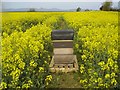 Beehive in a field of rape at Ballykelly.