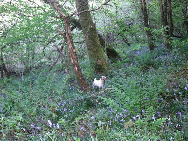 Bluebell Wood