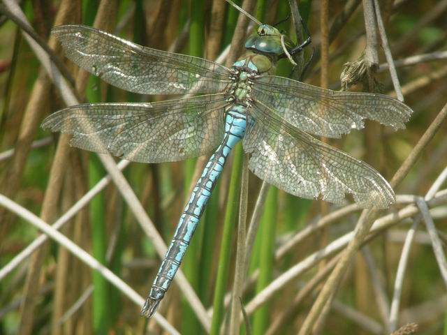 Emperor Dragonfly  (Anax imperator)