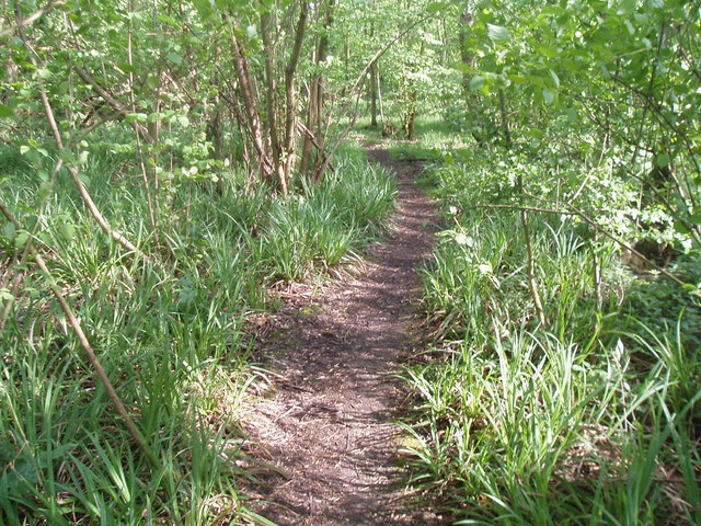 Paths in the woods