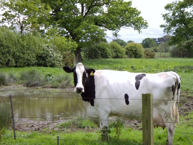 Cow by pond