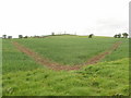 Footpath and bridleway through wheat field