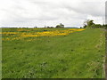 Buttercups in field of grass