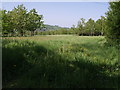 Field beside Marystow Green