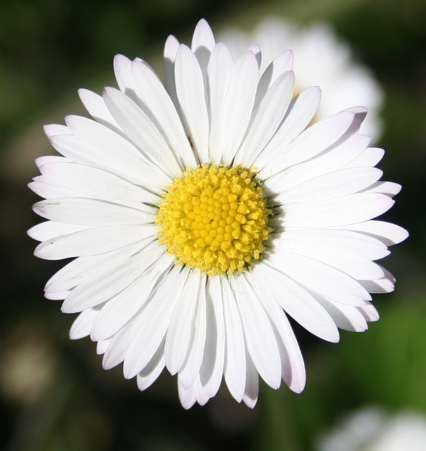 Daisy (Bellis Perennis) © Bob Embleton cc-by-sa/2.0 :: Geograph Britain ...