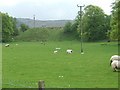 Sheep grazing at Garleffan Farm