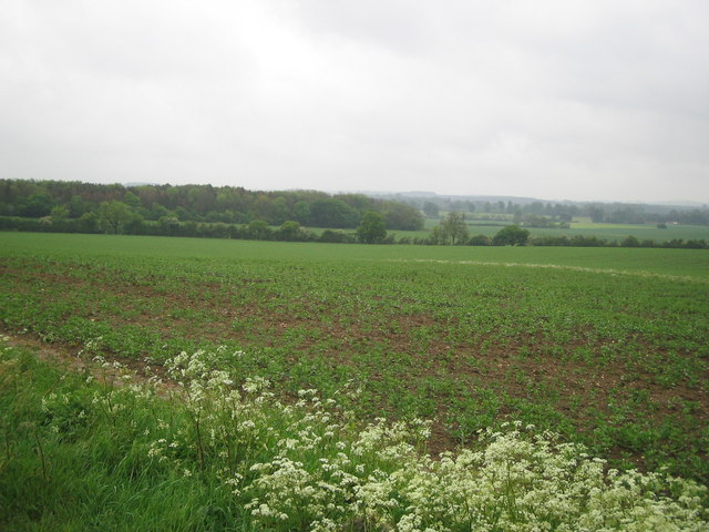 Daintry wood and view towards Tingrith