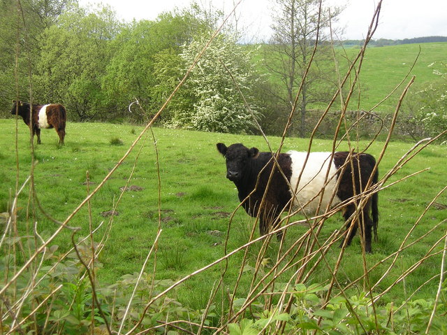 Belted Galloway cattle grazing in a field by the road