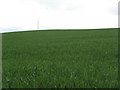 Barley field, Gourdiehill