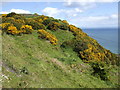 Gorse-covered hilltop