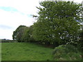 Green pasture and trees