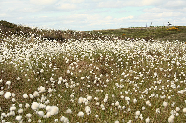 "Dem ole cotton fields back home" - my version.