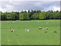 Grazing sheep near Kerse Farm