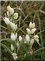 White helleborine on Kimsbury