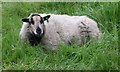 Sheep may safely graze in Calverley Parish Churchyard