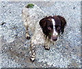 Dog with green rump