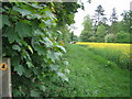 Footpath following Woburn estate boundary