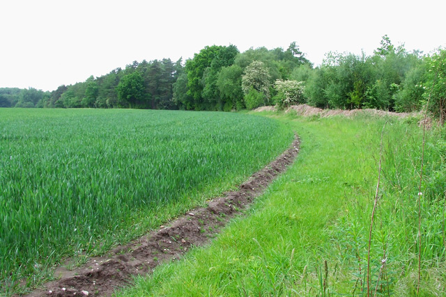 Field boundary near Burnhill Green in Shropshire
