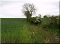 High Catton to Wilberfoss Footpath