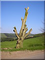 Dead tree on the Glenmidge road