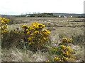 Low moorland; Carricknagat