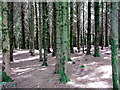 Conifers below Sealyham