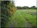 Woods on the Mullyknock