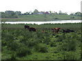 Grazing by Lough Derg