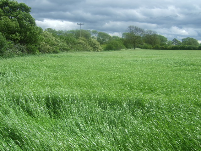 Field of grass © John Poyser :: Geograph Britain and Ireland